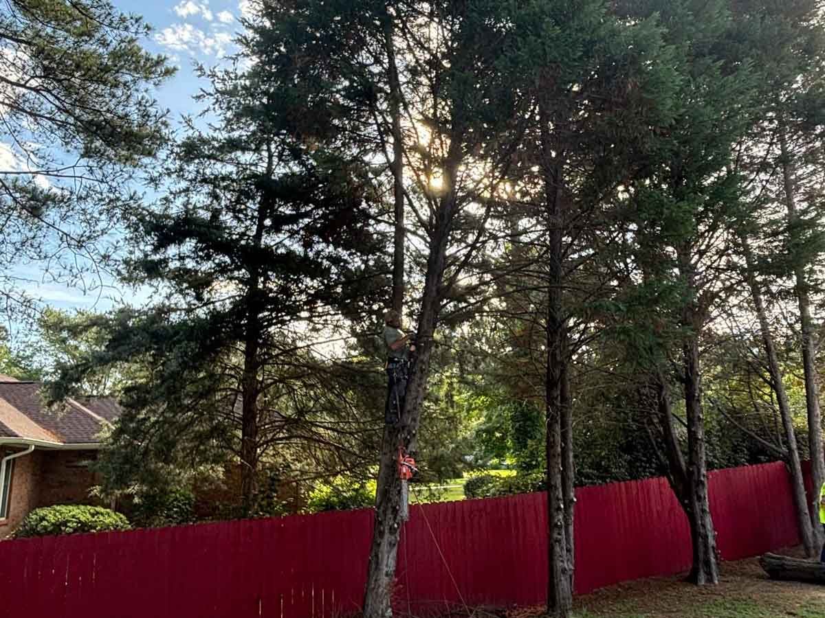 El Costeño Tree Service LLC